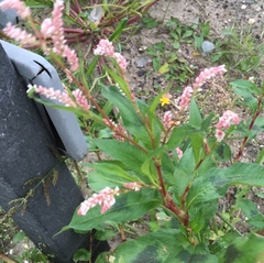 Persicaria maculosa
