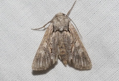 Lacinipolia acutipennis