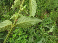 Poikilacanthus glandulosus