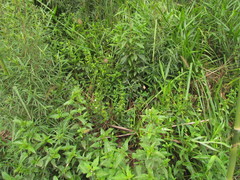 Poikilacanthus glandulosus