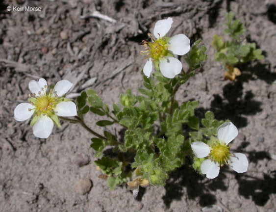 Potentilla newberryi