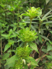 Poikilacanthus glandulosus