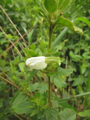 Poikilacanthus glandulosus