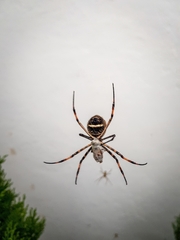 Argiope argentata