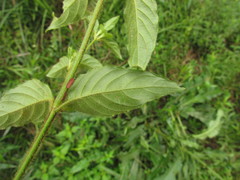 Poikilacanthus glandulosus