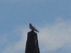 Falco sparverius