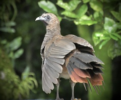 Ortalis squamata