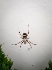 Argiope argentata