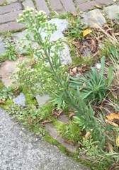 Erigeron