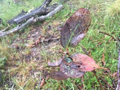 Eucalyptus pauciflora