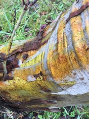 Eucalyptus pauciflora