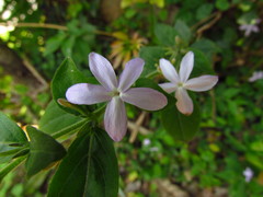 Pseuderanthemum heterophyllum