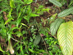 Pseuderanthemum heterophyllum