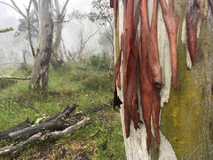 Eucalyptus pauciflora