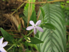 Pseuderanthemum heterophyllum