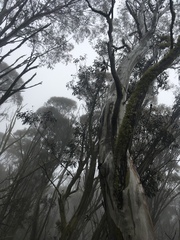 Eucalyptus pauciflora