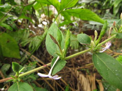 Pseuderanthemum heterophyllum
