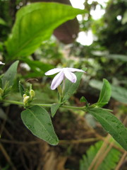 Pseuderanthemum heterophyllum