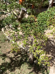 Terminalia molinetii