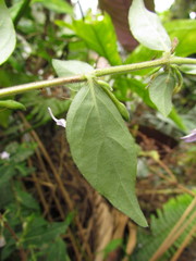 Pseuderanthemum heterophyllum