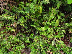 Pseuderanthemum heterophyllum