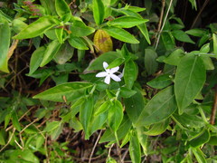 Pseuderanthemum heterophyllum