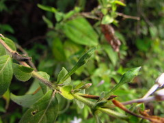 Pseuderanthemum heterophyllum