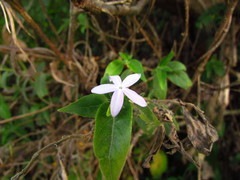Pseuderanthemum heterophyllum