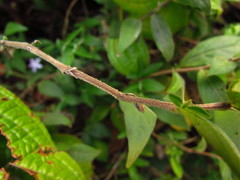Pseuderanthemum heterophyllum