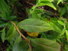 Pseuderanthemum heterophyllum