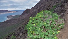 Euphorbia regis-jubae