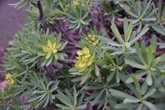 Euphorbia regis-jubae