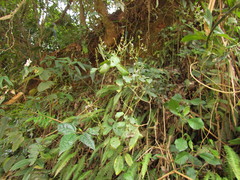 Pseuderanthemum riedelianum