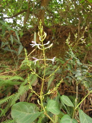 Pseuderanthemum riedelianum