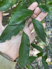 Cryptocarya triplinervis triplinervis