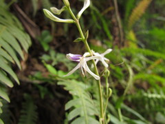 Pseuderanthemum riedelianum