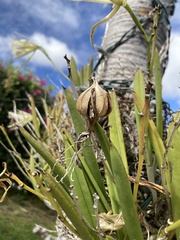 Brassavola