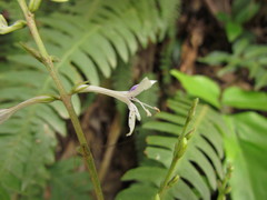 Pseuderanthemum riedelianum