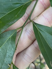 Cryptocarya triplinervis triplinervis