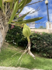 Brassavola