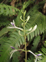 Pseuderanthemum riedelianum
