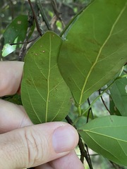 Cryptocarya triplinervis triplinervis