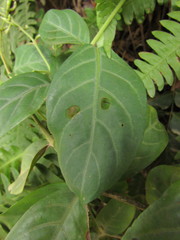 Pseuderanthemum riedelianum