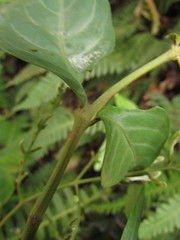 Pseuderanthemum riedelianum