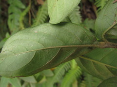 Pseuderanthemum riedelianum