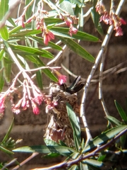 Cynanthus latirostris