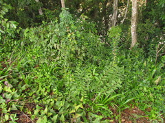 Ruellia angustiflora