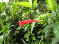 Ruellia angustiflora
