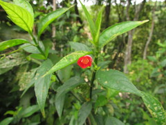 Ruellia angustiflora