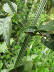 Ruellia angustiflora